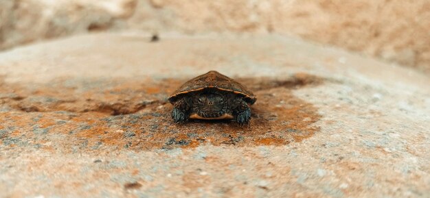 Retrato de uma pequena tortuga