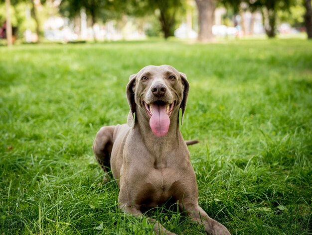 Retrato de uma raça de cachorro weimaraner fofo no parque