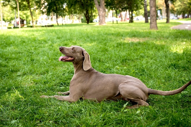 Retrato de uma raça de cachorro weimaraner fofo no parque