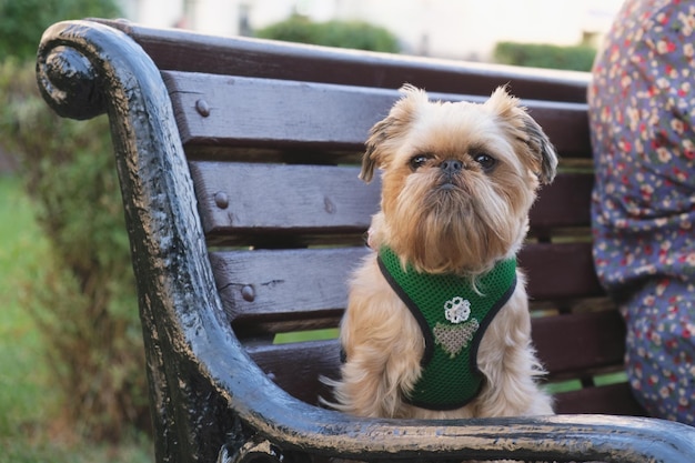 Retrato de uma raça de cães Bruxelas Griffon em um banco de parque