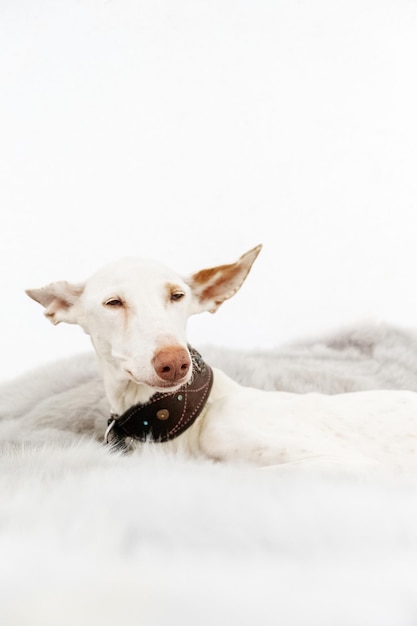 Retrato de uma raça de cão branco Podenco Ibizanco ou Ibizan Hound