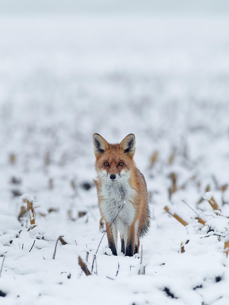 Retrato de uma raposa de pé na neve