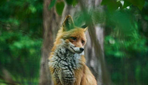 Retrato de uma raposa vermelha selvagem em folhagem verde