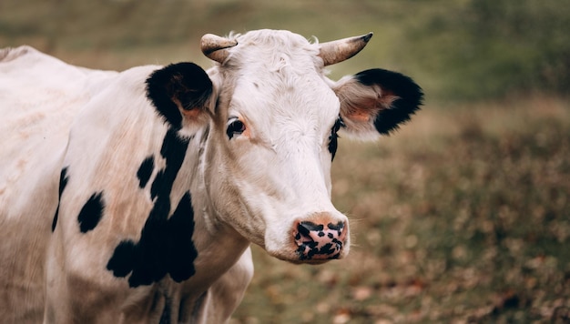 retrato de uma vaca adulta puro-sangue de cor preto e branco com grandes chifres