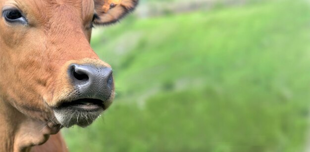 Retrato de uma vaca alpina marrom com copyspace verde em tamanho panorâmico