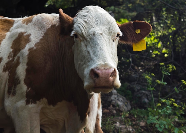 Retrato de uma vaca após uma caminhada