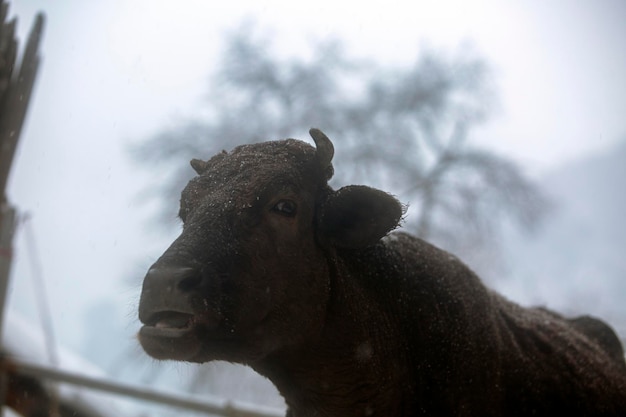 Retrato de uma vaca com cabeça preta e chifres grandes