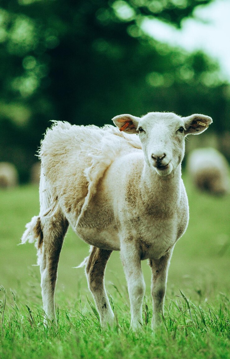 Foto retrato de uma vaca de pé no campo
