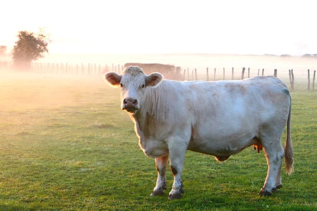 Foto retrato de uma vaca de pé no campo