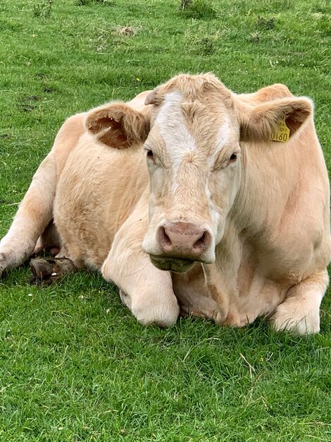 Foto retrato de uma vaca relaxando no campo