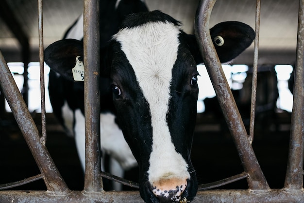 Foto retrato de uma vaca vista de frente através de uma cerca