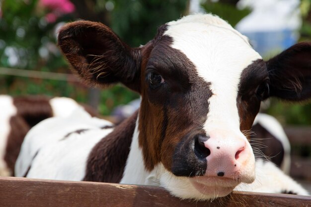 Retrato de uma vaca