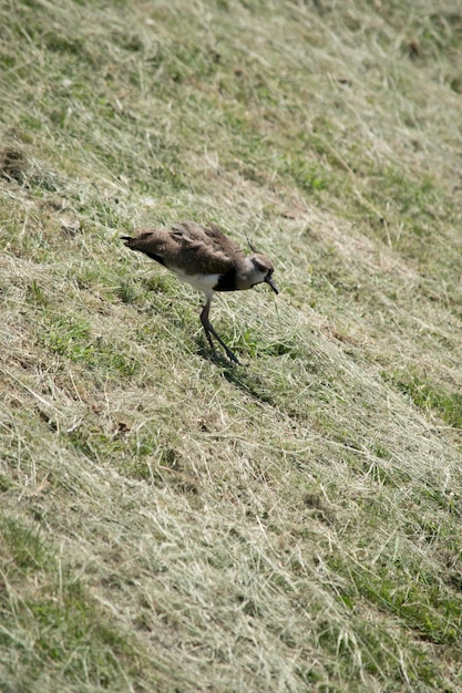 Retrato de uma Vanellus chilensis