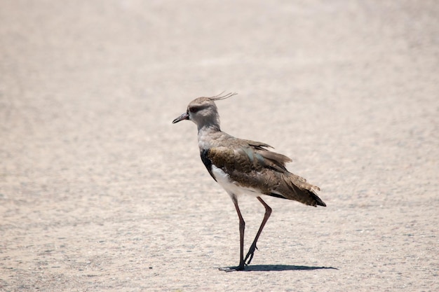 Retrato de uma Vanellus chilensis