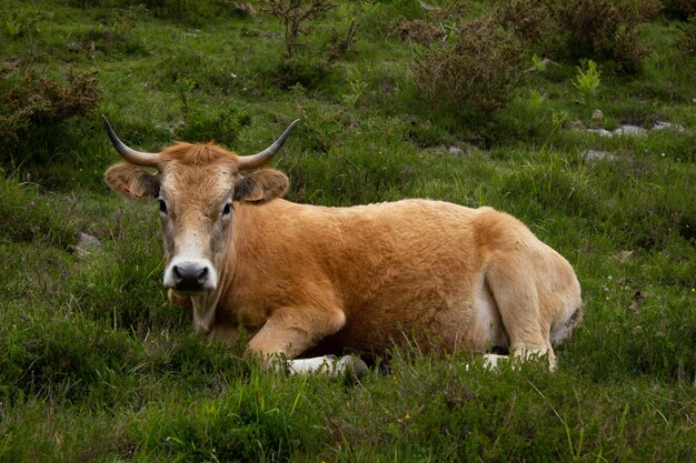 Foto retrato de una vaca marron descansando en plena naturaleza