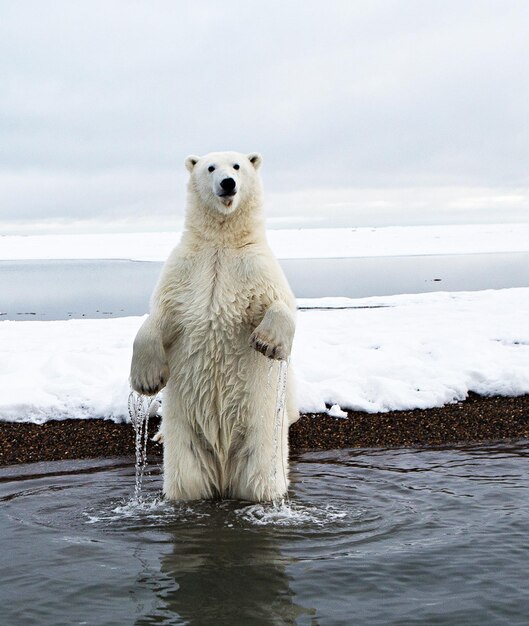 Foto retrato de urso branco