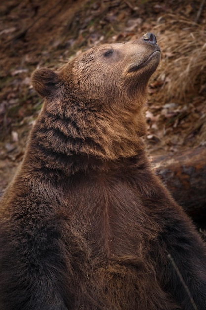 Foto retrato de urso pardo