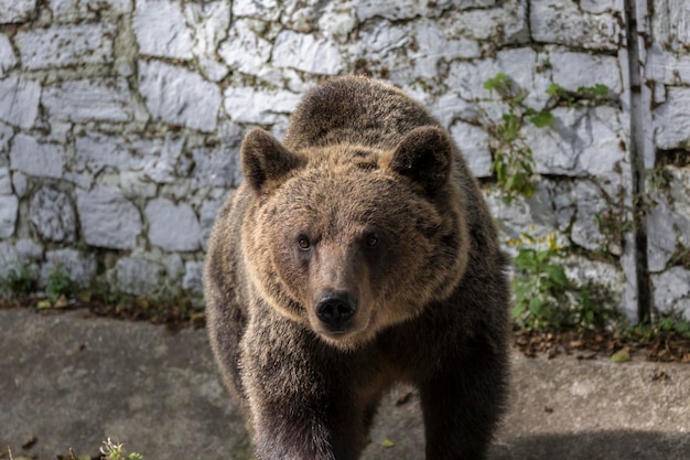 Retrato de Ursus arctos de urso marrom fechado na floresta de outumn Transfagaras Romênia