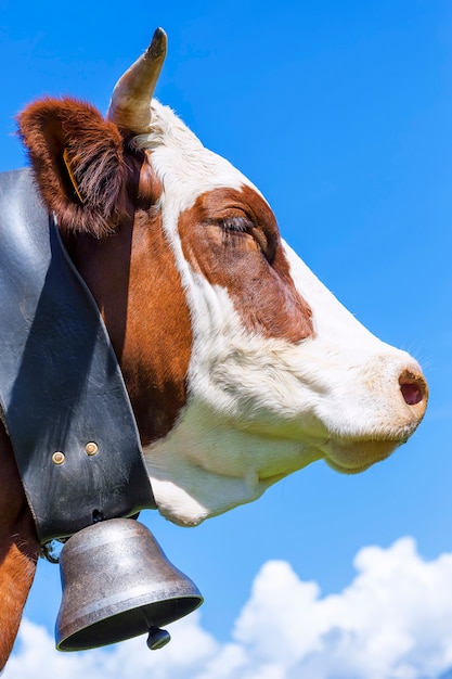 Retrato de vaca com chifres nos Alpes franceses com céu azul