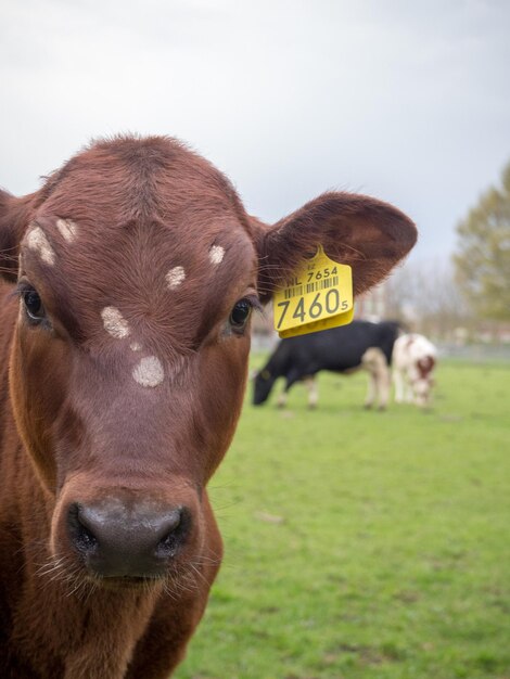 Foto retrato de vaca com marca de orelha