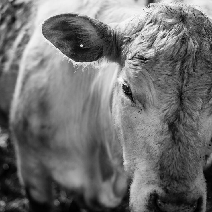 Foto retrato de vaca em close-up
