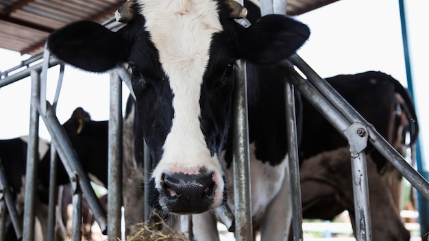 Retrato de vaca em close-up