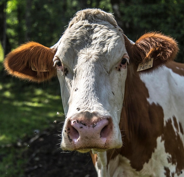 Retrato de vaca em close-up