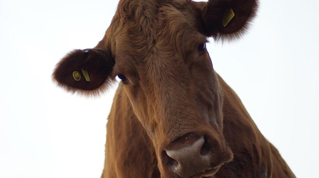 Retrato de vaca em close-up