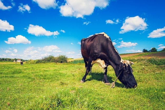 Retrato de vaca em uma fazenda francesa