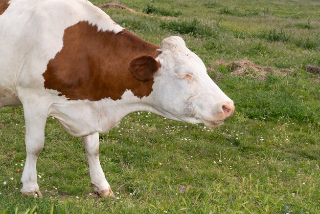 Retrato de vaca marrom e branco em campo