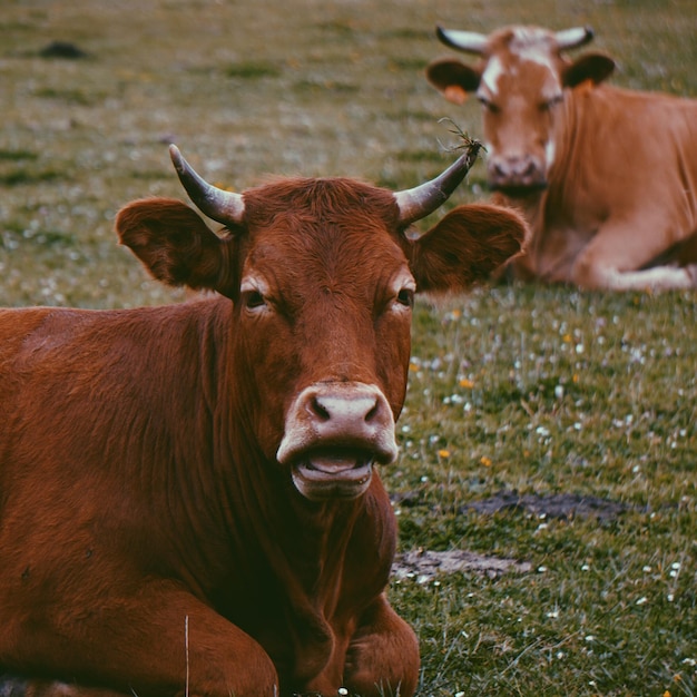 Foto retrato de vaca marrom na fazenda na natureza vacas no prado