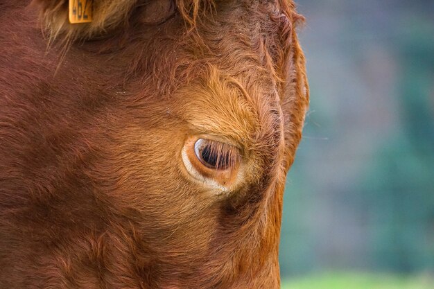 retrato de vaca marrom na montanha