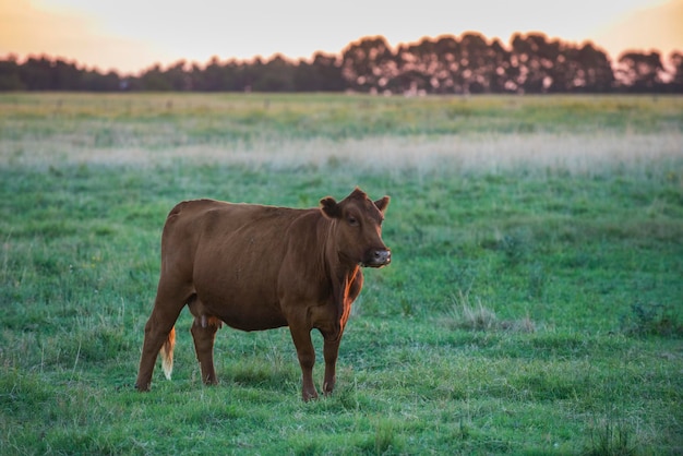 Retrato de vaca na paisagem de Pampas Província de La Pampa Patagônia Argentina