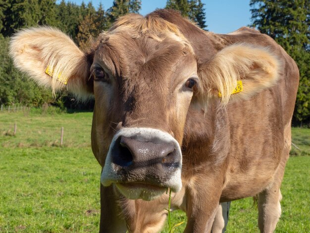 Foto retrato de vaca no campo