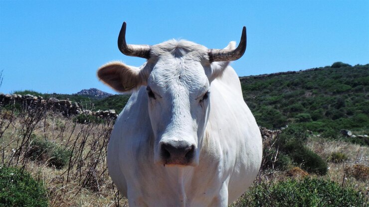 Foto retrato de vaca no campo