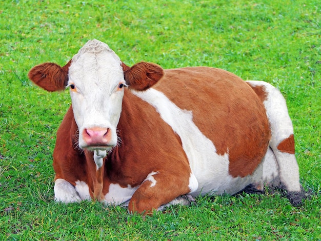 Foto retrato de vaca no campo