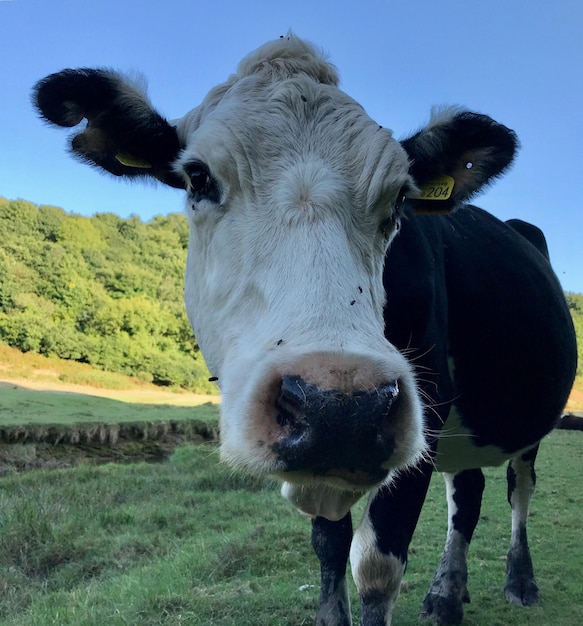 Foto retrato de vaca no campo