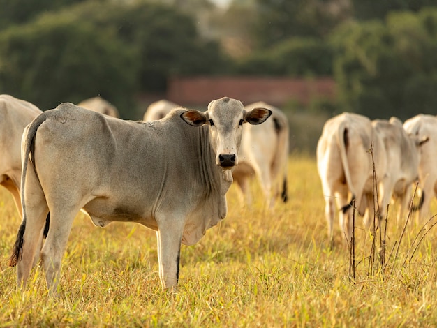 Foto retrato de vaca no pasto ao pôr do sol.