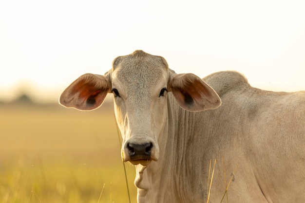 Foto retrato de vaca no pasto ao pôr do sol.