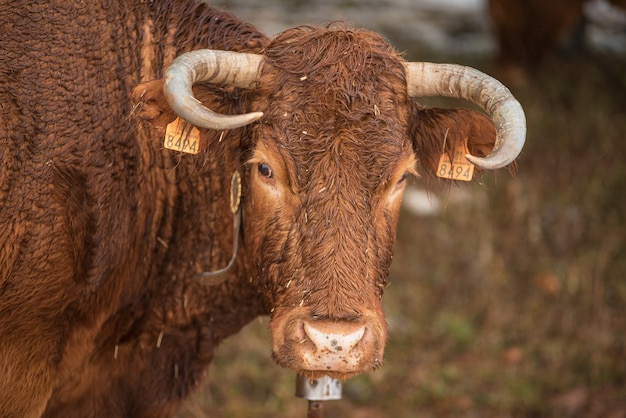 Retrato de vaca no pasto de inverno