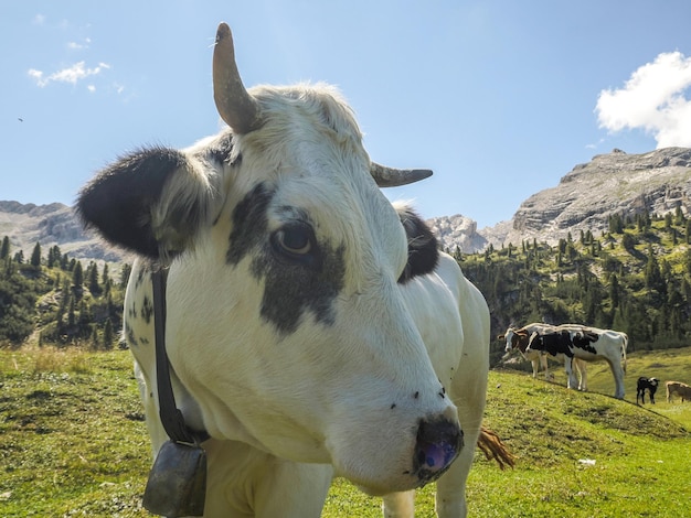 Retrato de vaca olhando para você nas dolomitas
