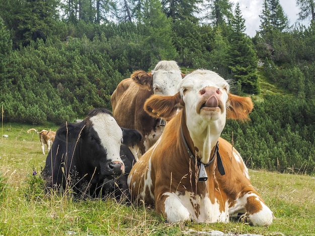 Retrato de vaca olhando para você nas dolomitas