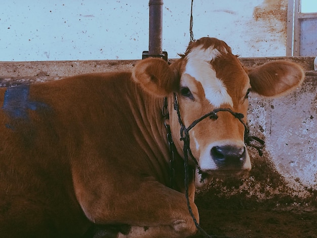 Foto retrato de vaca sentada contra a parede