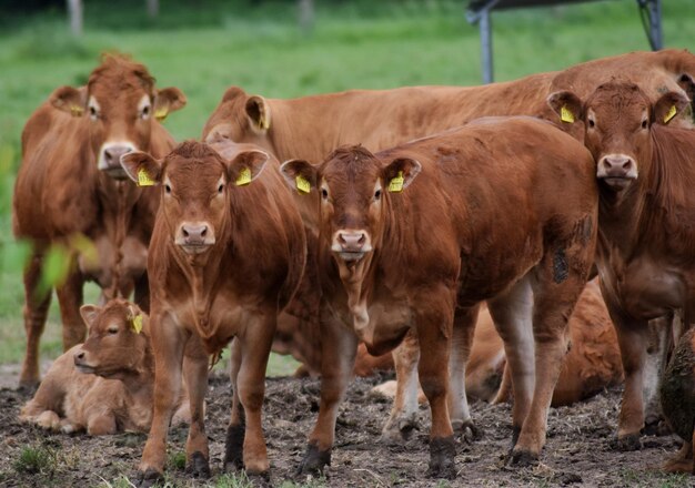 Retrato de vacas no campo