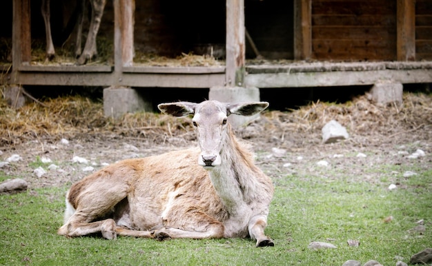 Retrato de veado fêmea deitado no chão Tema animal