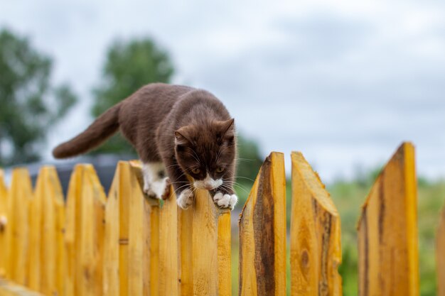 Retrato de verão de um gato caminhando ao longo de uma cerca de madeira em um fundo de natureza. Um gatinho marrom e branco caminha ao longo de uma cerca de madeira. Um gato chamado Busia. 8