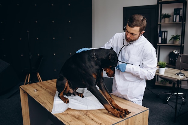 Retrato de veterinário masculino maduro sorrindo para a câmera enquanto está sentado na mesa de exame com cachorro doberman no espaço de cópia da clínica veterinária