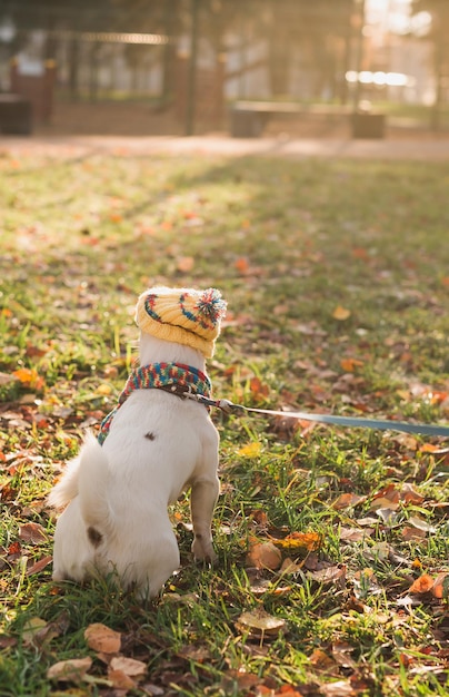 Retrato de vista traseira de um cachorro bonito de jack russell em boné e cachecol andando no espaço de cópia do parque de outono e e