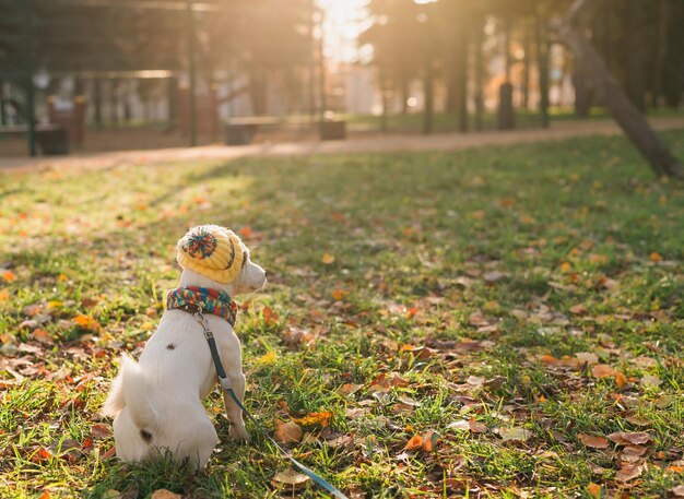 Retrato de vista traseira de um cachorro bonito de jack russell em boné e cachecol andando no espaço de cópia do parque de outono e e