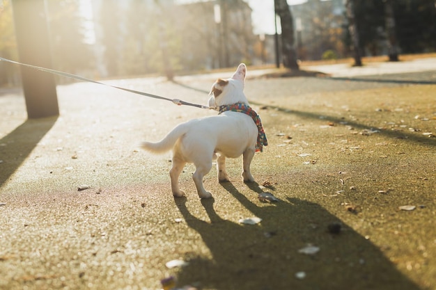 Retrato de vista traseira do cachorro Jack Russell fofo no cachecol andando no espaço de cópia do parque outono e lugar vazio para texto Filhote de cachorro está vestido com roupas caminha